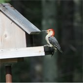 Woodpecker on feeder