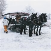 horse drawn hayride 