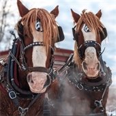 Carriage Horses