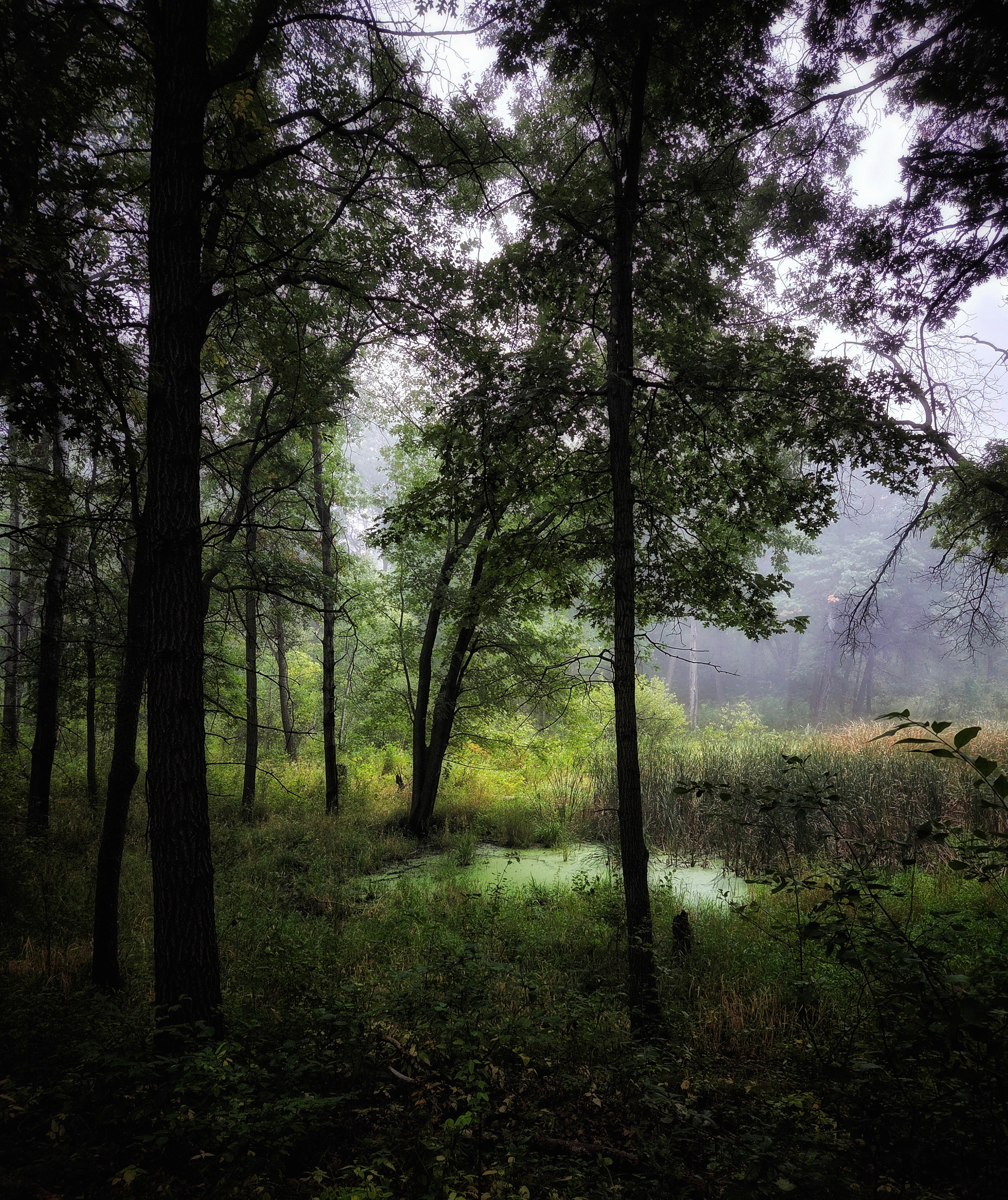 Forest with two dark tree trunks framing background with a green pond and grasses with fog above